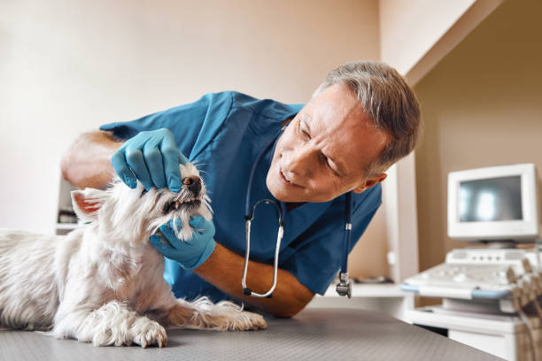 Best Same-Day Emergency Dentist in Hamilton, MT